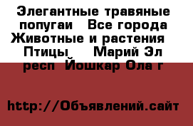 Элегантные травяные попугаи - Все города Животные и растения » Птицы   . Марий Эл респ.,Йошкар-Ола г.